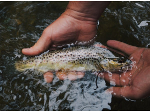 Master the Hunt! 3 Simple Tricks to Success