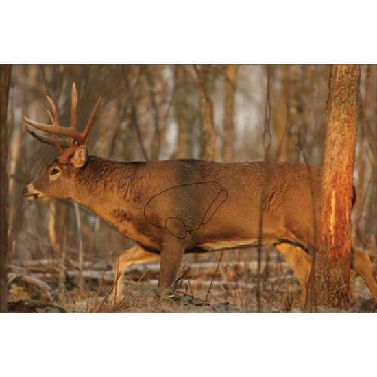 B/C Target Eze-Scorer 23"X35" Whitetail Deer 2 Targets, 37481, 029057374810