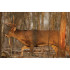 B/C Target Eze-Scorer 23"X35" Whitetail Deer 2 Targets