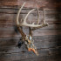 Mountain Mike'S Fall Camo Deer Skull Master Kit W/Positioner