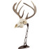 Allen Ez Mount Centerpiece Skull Stand Brown