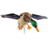 Avian X Powerflight Spinning Wing Mallard Decoy