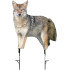 Montana Decoy Coyote Song Dog